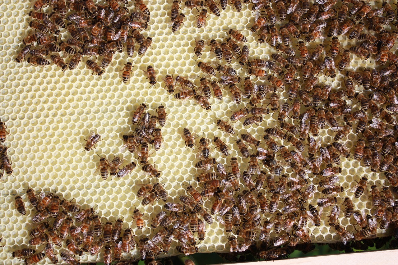 The Benefits of Urban Beekeeping